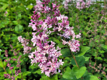 Syringa meyeri Josee - Zwerg-Duftflieder Josee