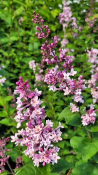 Syringa meyeri Josee - Zwerg-Duftflieder Josee