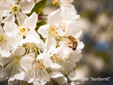 Prunus avium Sunburst Kirsche Blüte