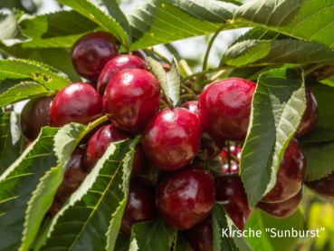 Prunus avium Sunburst Kirsche