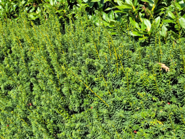 Taxus baccata - (Eibe),