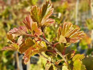 Ribes uva - crispa "Hinnonmäki gelb" - (Stachelbeere "Hinnonmäki gelb"),