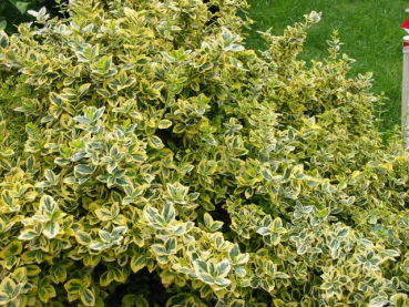 Euonymus fortunei "Emerald'n Gold" - (Gelbbunte Kriechspindel),