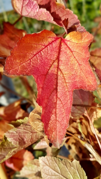 Rote Johannisbeere Rolan