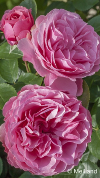 Rosa "Leonardo da Vinci"® *Meideauri* - (Beetrose "Leonardo da Vinci"®),