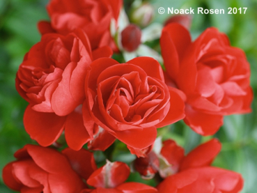 Rosa "Sorrento"® - (Bodend. Rose "Sorrento"®),