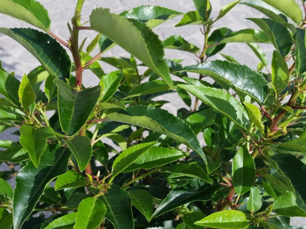 Prunus lusitanica "Angustifolia" - (Portugiesische Lorbeerkirsche),