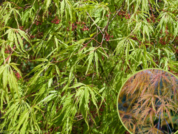 Grüner Schlitzahorn Dissectum -  Acer palmatum Dissectum