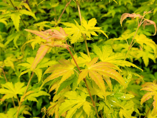 Acer palmatum Orange Dream - Fächer-Ahorn Orange Dream