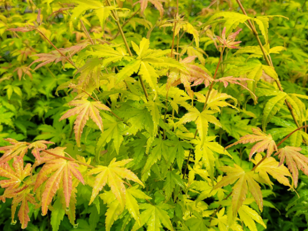 Acer palmatum Orange Dream - Fächer-Ahorn Orange Dream