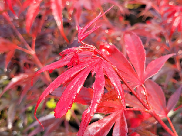 Acer palmatum Shaina - Fächer-Ahorn Shaina