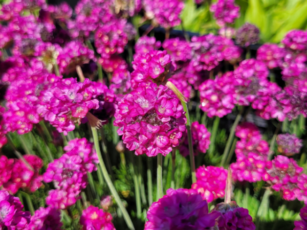 Staude Armeria maritima Rote Grasnelke