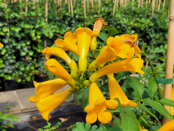 Campsis radicans Flava - Gelbe Trompetenblume