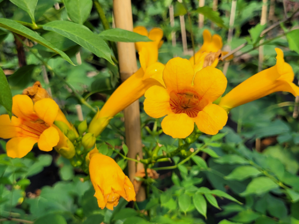 Campsis radicans Flava - Gelbe Trompetenblume