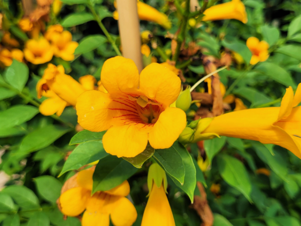 Campsis radicans Flava - Gelbe Trompetenblume