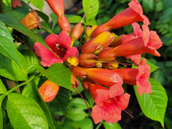 Campsis radicans Stromboli -R- - Trompetenblume Stromboli -R-