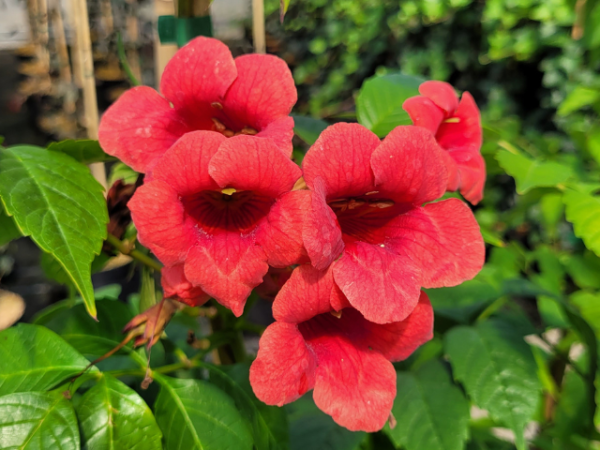 Campsis radicans Stromboli -R- - Trompetenblume Stromboli -R-