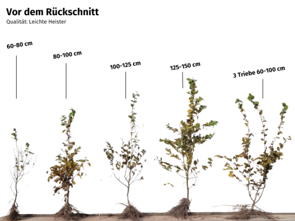 Carpinus betulus - (Weißbuche oder Hainbuche),