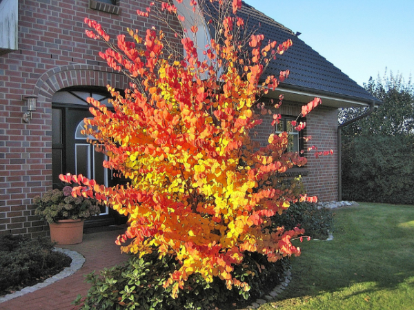 Cercidiphyllum japonicum - (Lebkuchenbaum / Japanischer Kuchenbaum),