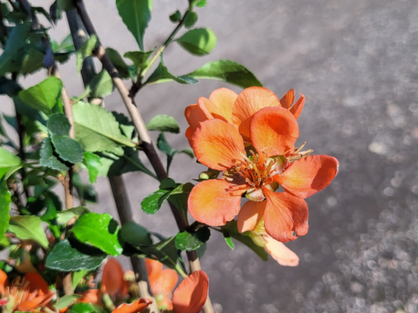 Zierquitte Cido Chaenomeles japonica Blüte orange