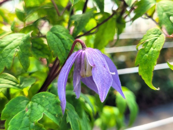 Clematis alpina Alpen-Waldrebe