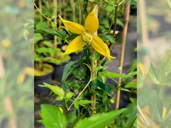 Clematis tangutica - Gold-Waldrebe