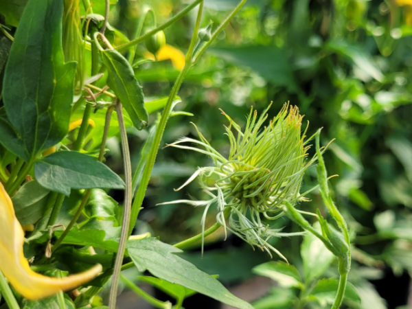 Clematis tangutica - Gold-Waldrebe