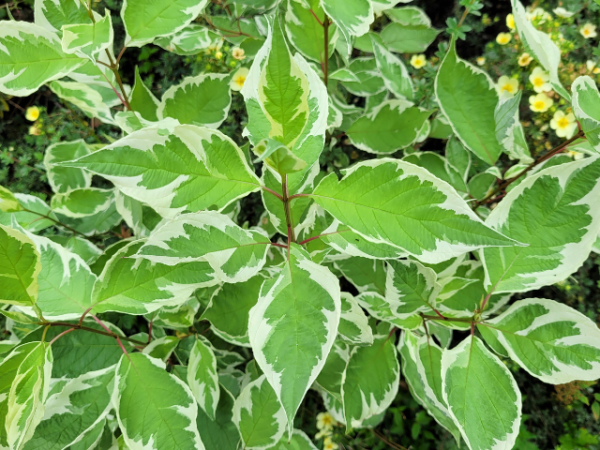 Cornus alba "Elegantissima" - (Weißbunter Hartriegel),