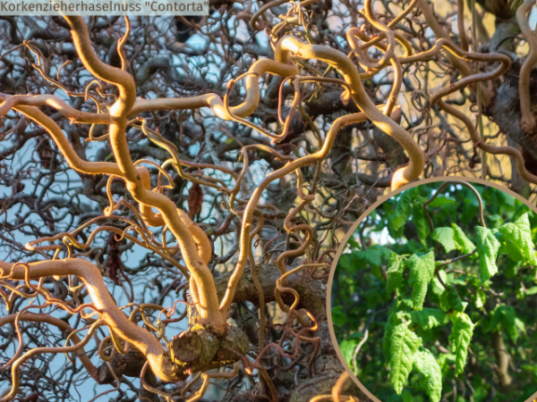 Corylus avellana "Contorta" - (Korkenzieherhaselnuss "Contorta"),