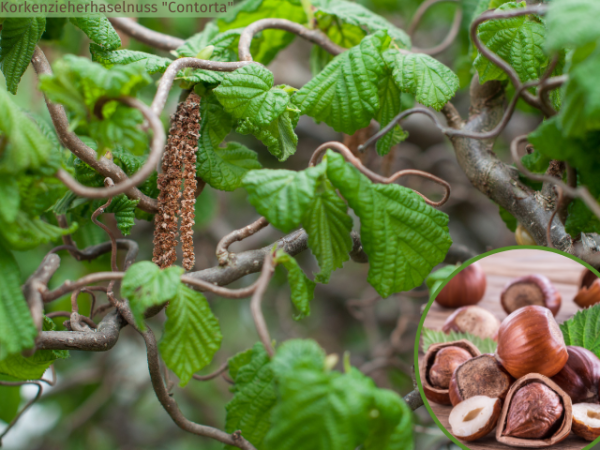 Corylus avellana "Contorta" - (Korkenzieherhaselnuss "Contorta"),