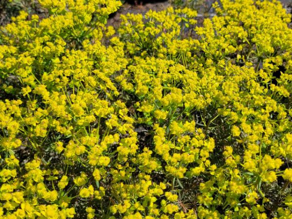 Euphorbia cyparissias Fens Ruby - (Zypressen Wolfsmilch Fens Ruby