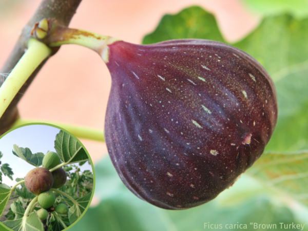 Ficus carica Brown Turkey - Feige Brown Turkey