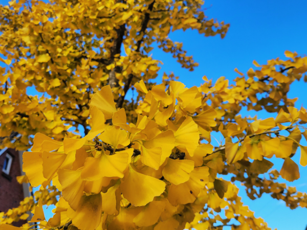 Herbstfärbung Gikgo biloba