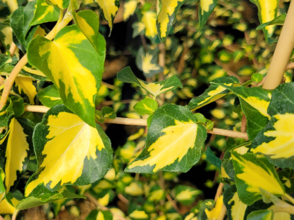 Hedera helix Goldheart Gelbbunter Efeu