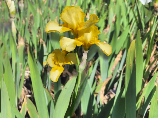 Iris barbata-elatior Szintella- Mittelhohe Bart-Schwertlilie Szintella