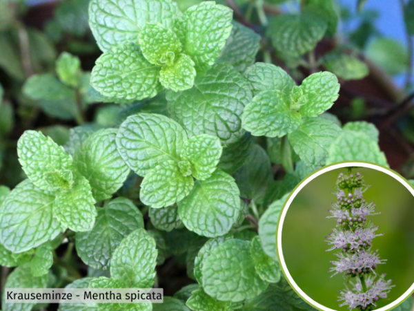 Krauseminze - Mentha spicata