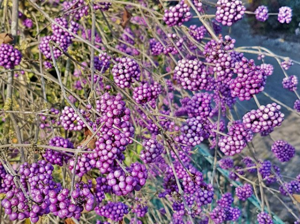 Callicarpa bodinieri Profusion