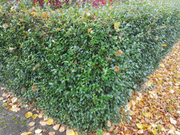 Ligustrum ovalifolium - (Ovalblättriger Liguster),