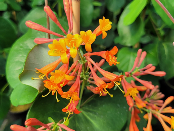 Lonicera Dropmore Scarlet Geißblatt