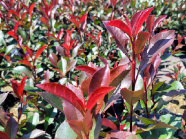 Photinia x fraseri "Carré Rouge" ® -  Rote Glanzmispel Carré Rouge