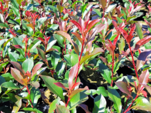 Photinia x fraseri "Carré Rouge" ® -  Rote Glanzmispel Carré Rouge