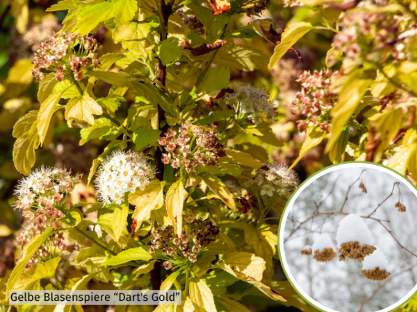 Physocarpus opulifolius Dart's Gold- Dunkelrote Blasenspiere Dart's Gold