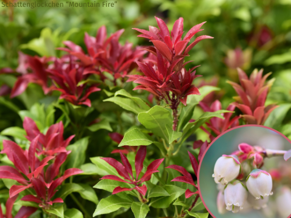 Pieris japonica Mountain Fire Schattenglöckchen Mountain Fire