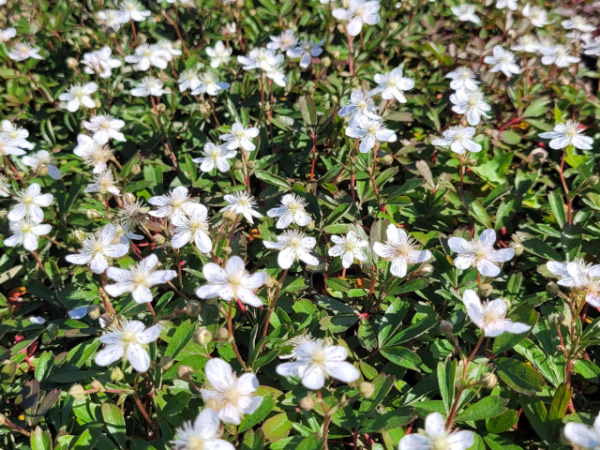 Potentilla tridentata "Nuuk" - (Fingerstrauch "Nuuk"),