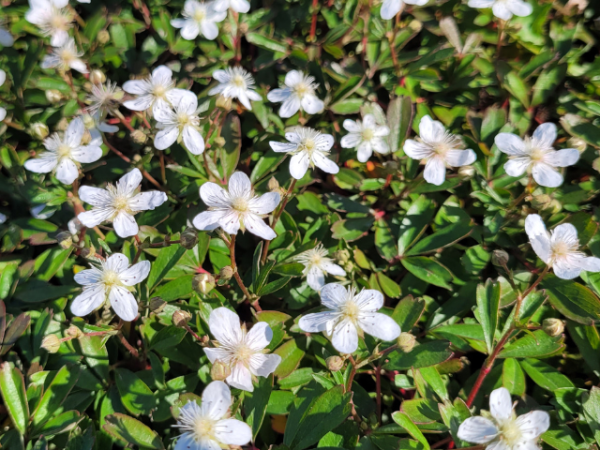 Potentilla tridentata "Nuuk" - (Fingerstrauch "Nuuk"),