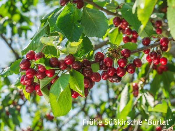 Prunus av. "Burlat"- (Süßkirsche "Burlat"),