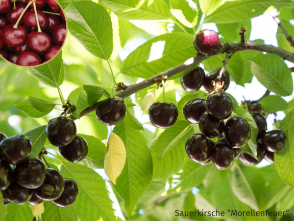 Prunus cerasus Morellenfeuer Kirsche