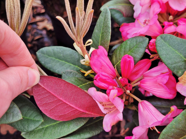 Rhododendron neriiflorum Wine and Roses