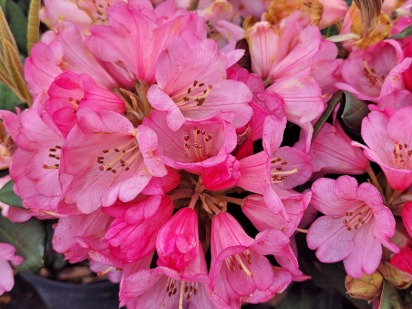 Rhododendron neriiflorum Wine and Roses