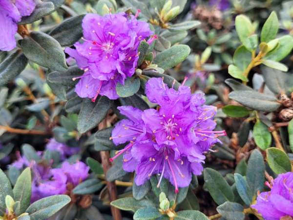 Rhododendron impeditum "Ramapo